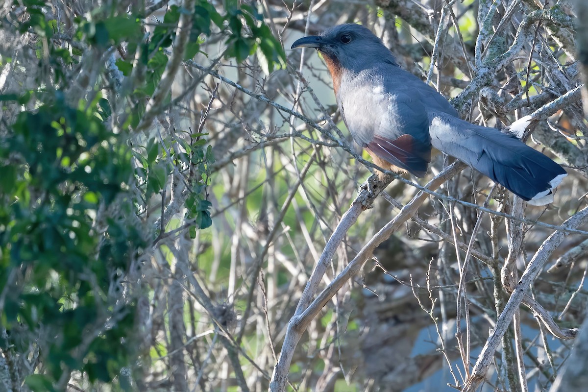 Bay-breasted Cuckoo - ML396351291