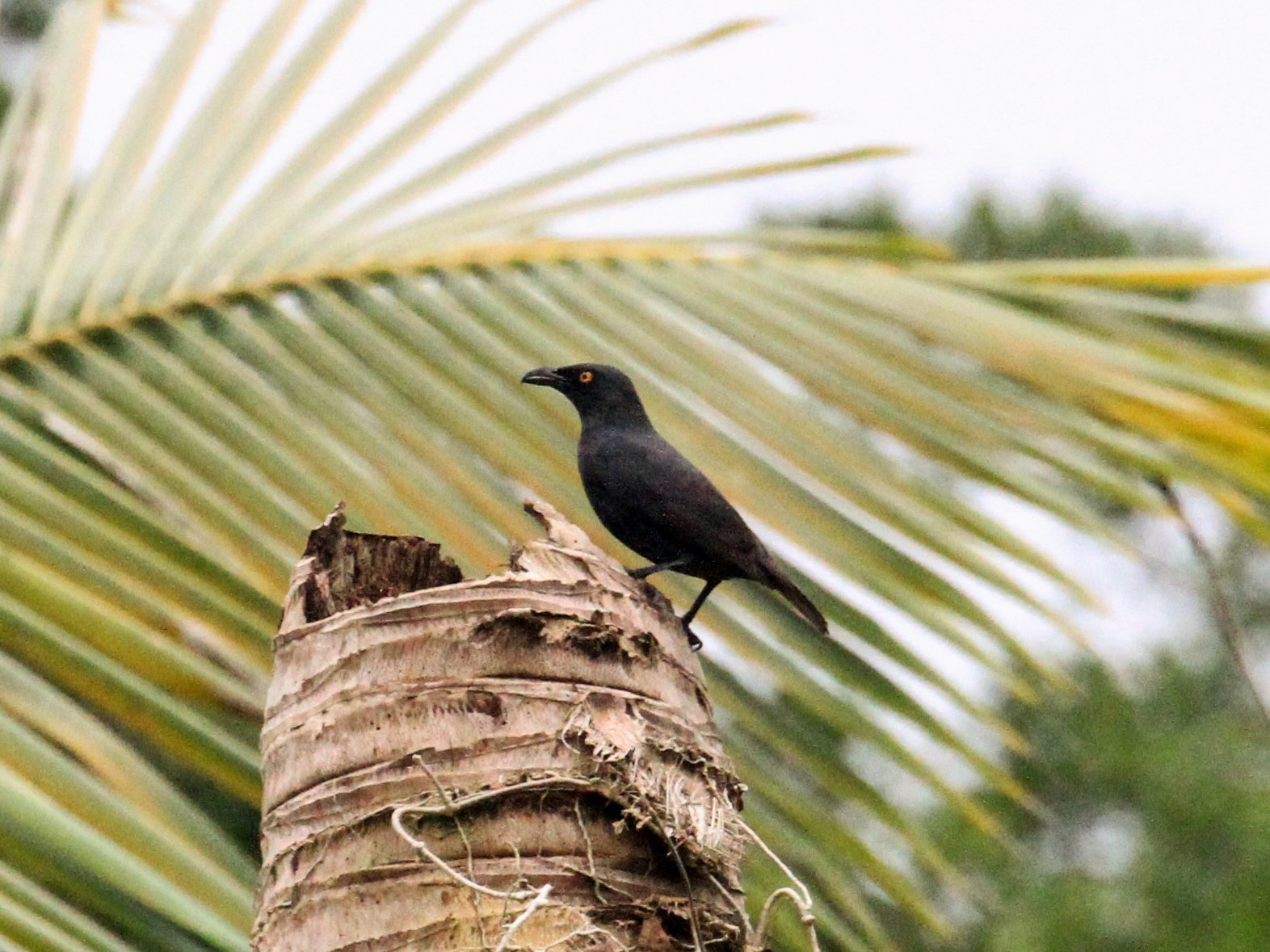 Rennell Starling - eBird