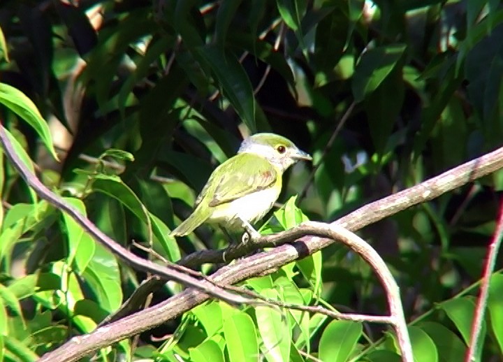 Green-backed Becard (Green-backed) - ML396356961