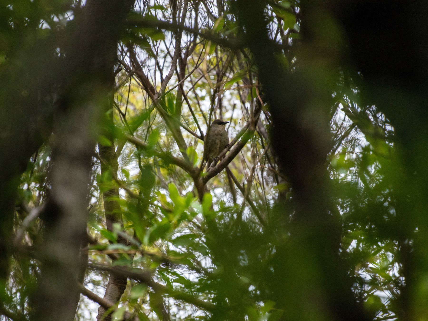 Rusty-winged Starling - eBird