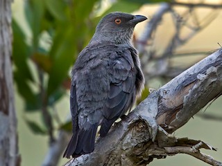  - Striated Starling