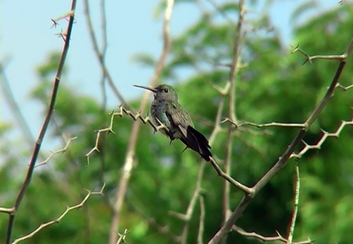 kolibřík safírový (ssp. lactea/zimmeri) - ML396360681