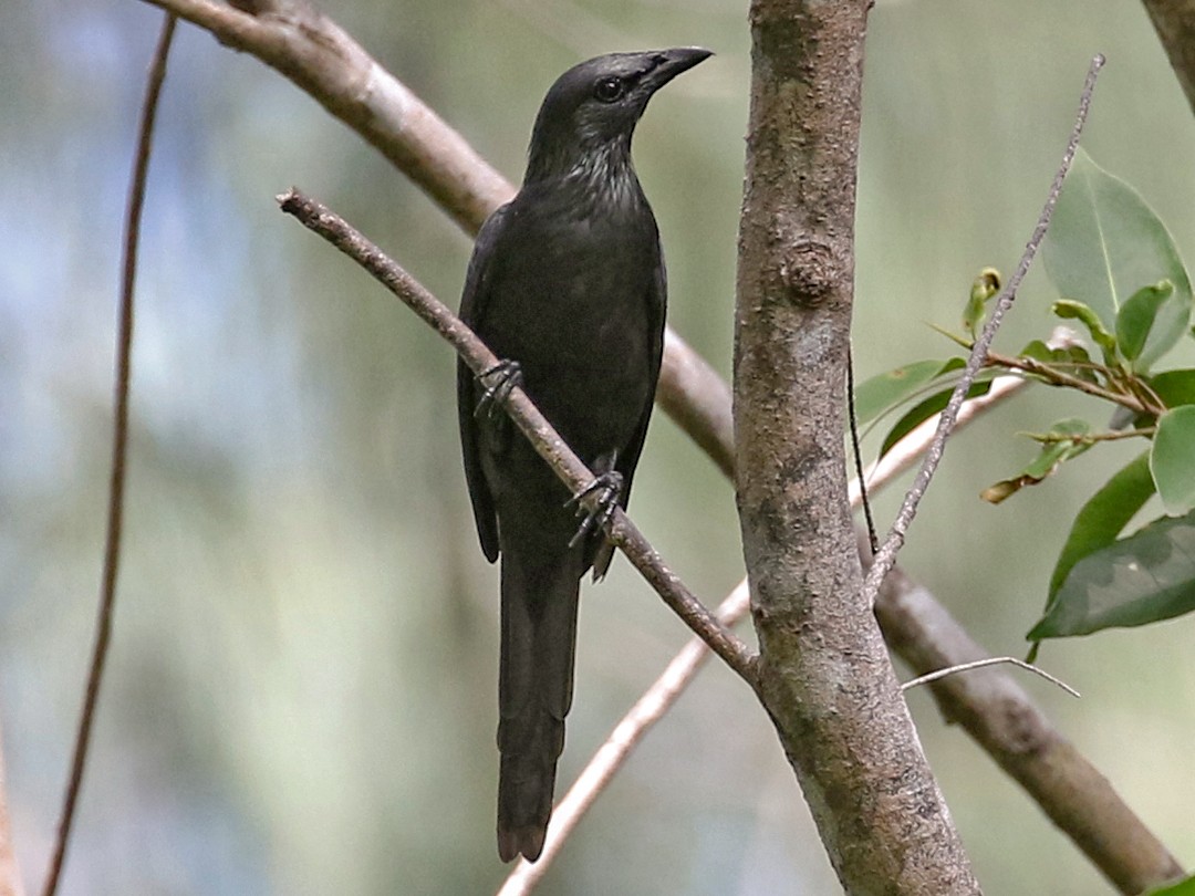 Moluccan Starling - Charley Hesse TROPICAL BIRDING