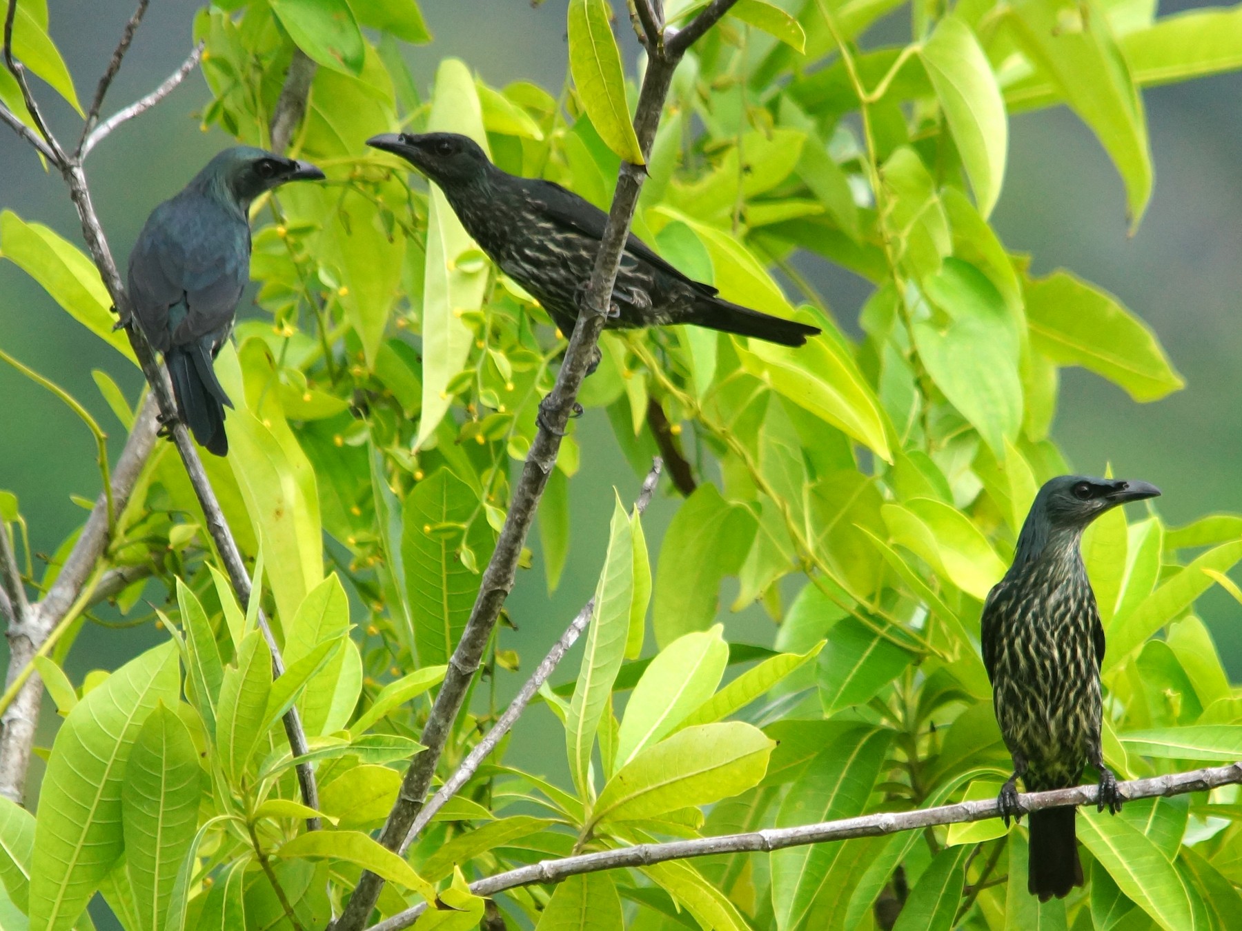 Moluccan Starling - Opwall Indonesia