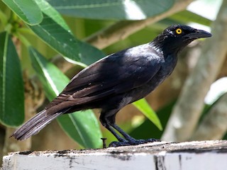  - Micronesian Starling