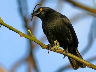  - Micronesian Starling