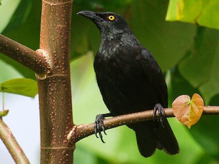  - Micronesian Starling