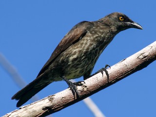  - Micronesian Starling