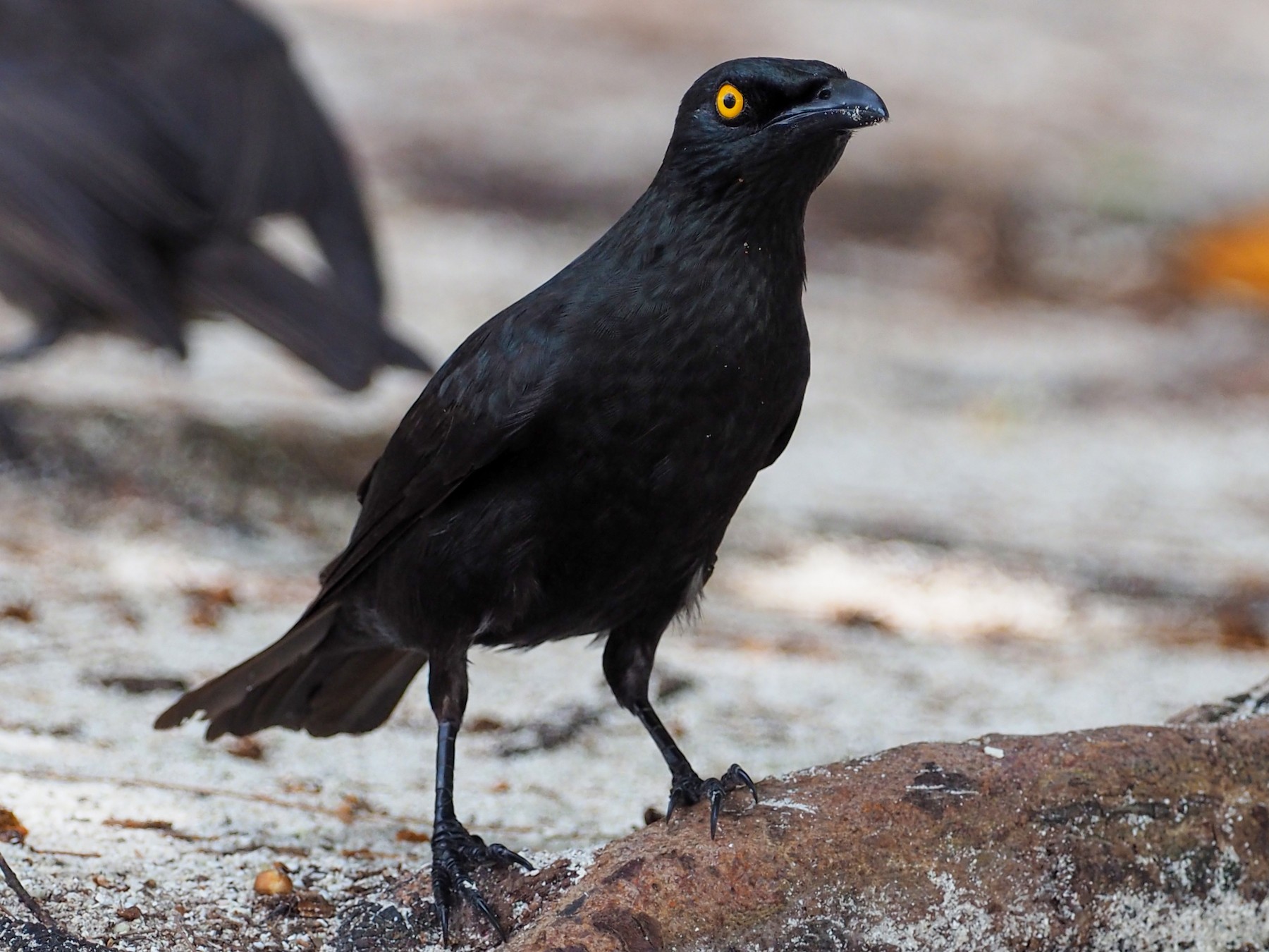 カラスモドキ Ebird