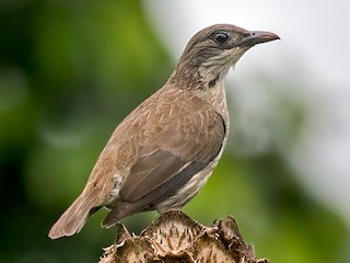  - Polynesian Starling (Polynesian)