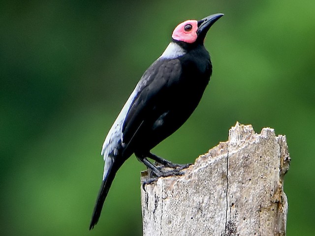 Photos - Coleto - Sarcops calvus - Birds of the World