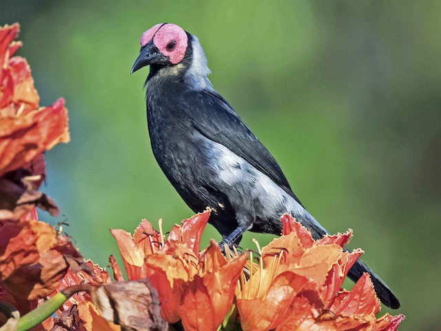Photos - Coleto - Sarcops calvus - Birds of the World