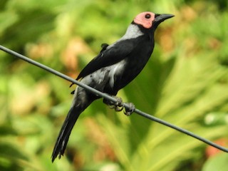 Coleto - eBird