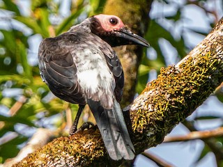 Coleto - eBird