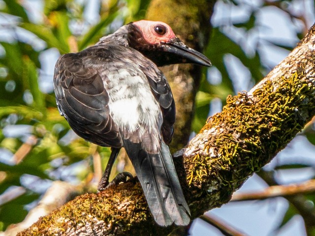 Photos - Coleto - Sarcops calvus - Birds of the World