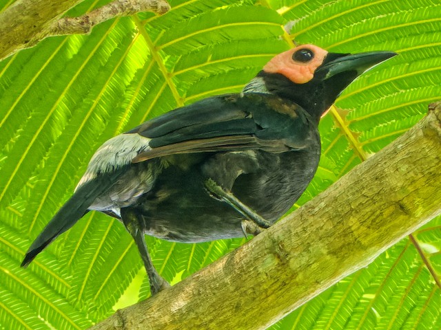Photos - Coleto - Sarcops calvus - Birds of the World