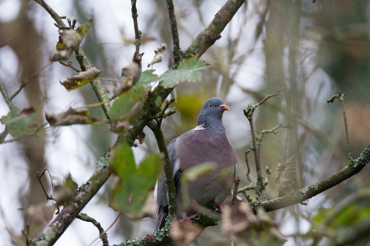 Common Wood-Pigeon - Terry Woodward