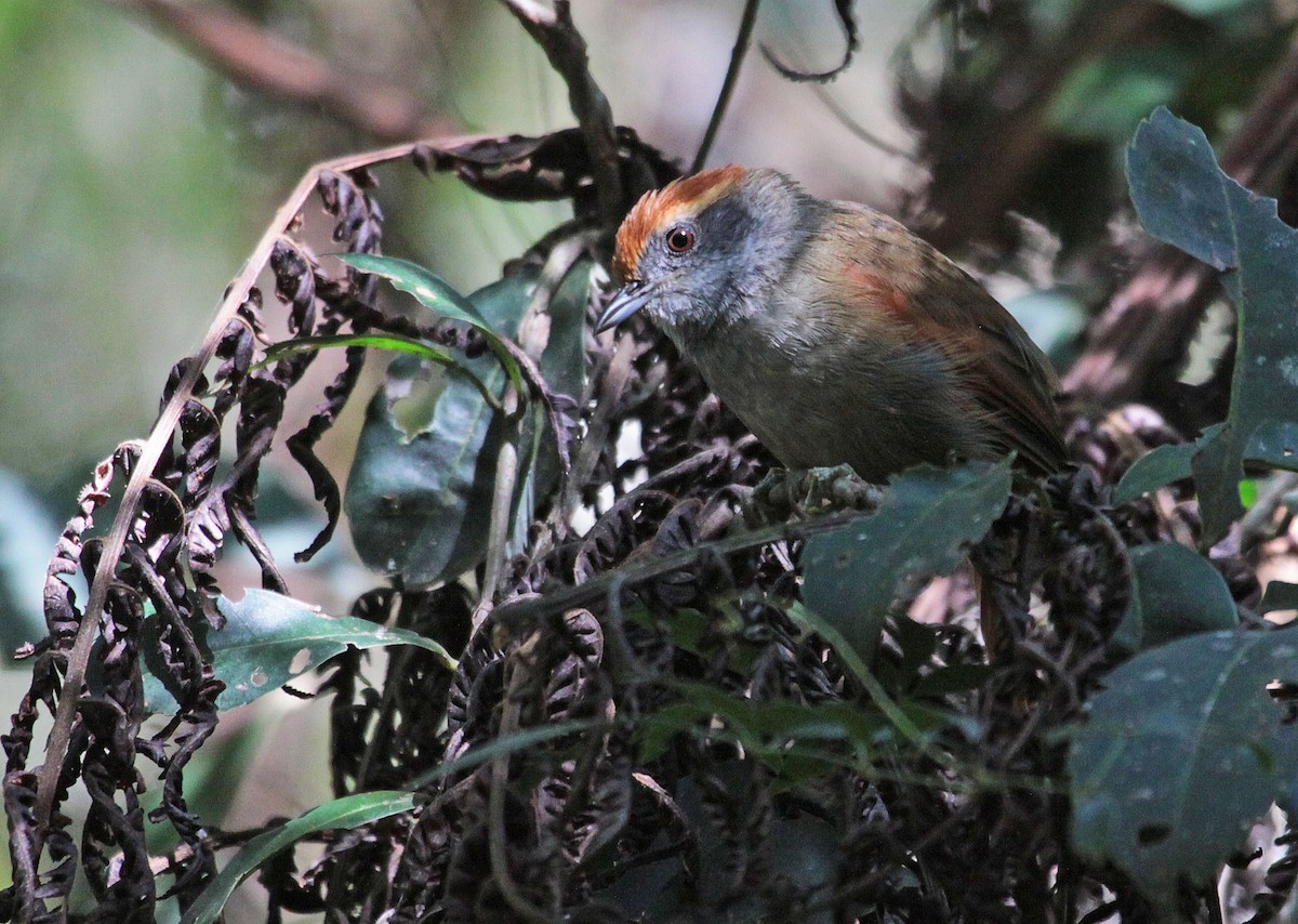 Rufous-capped Spinetail - ML396375531