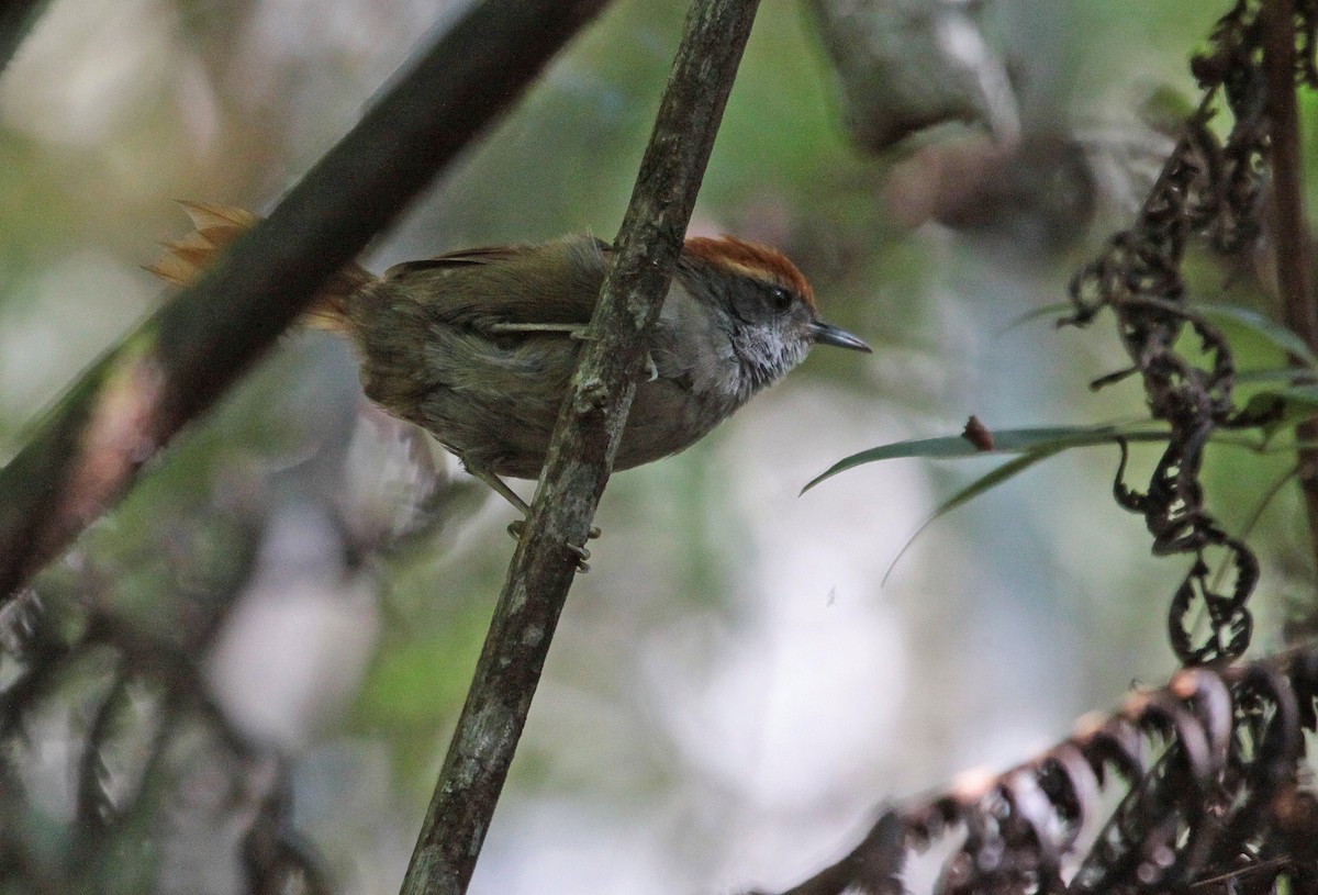 Rufous-capped Spinetail - ML396375541