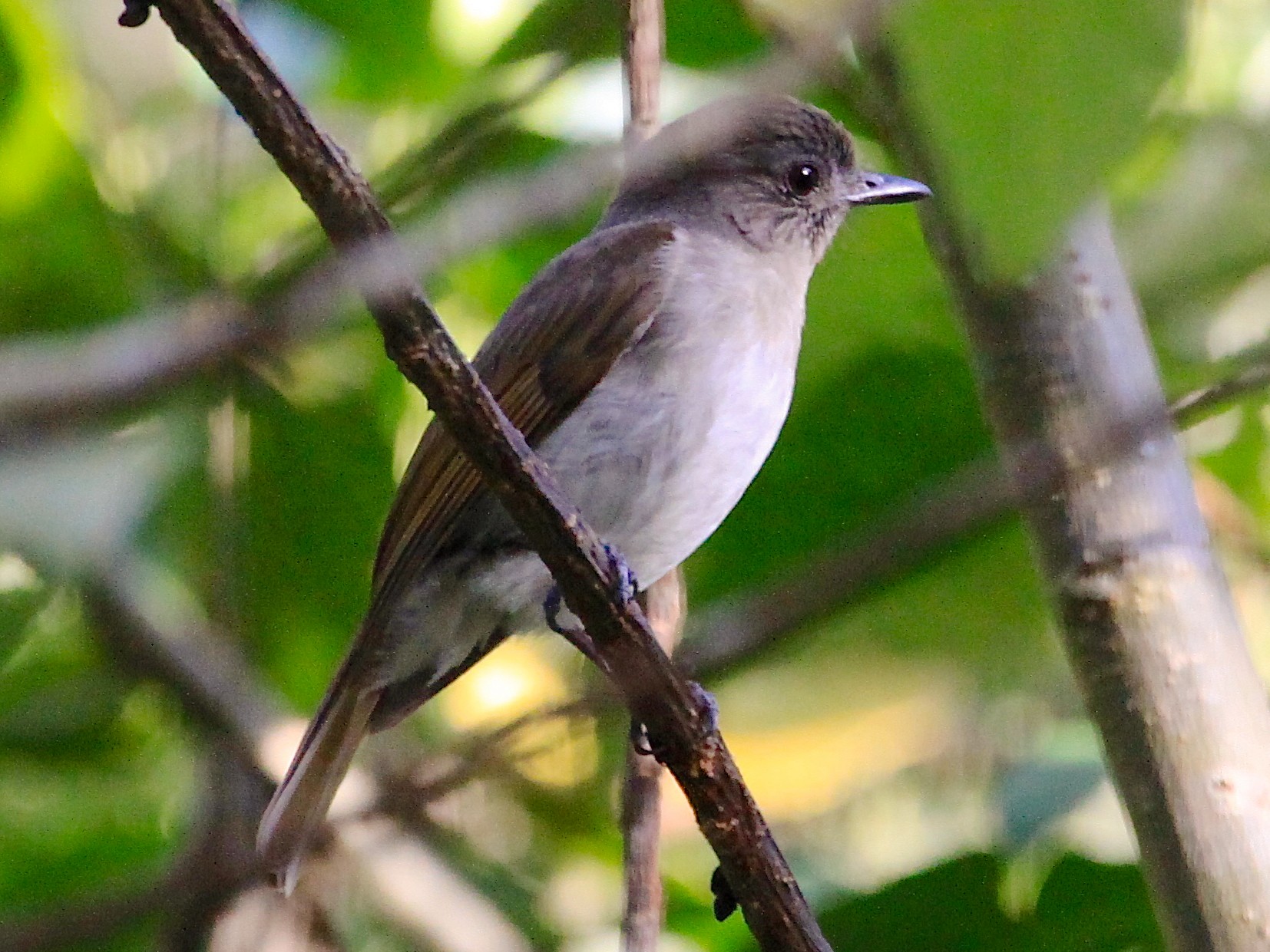 Sumba Brown Flycatcher - eBird