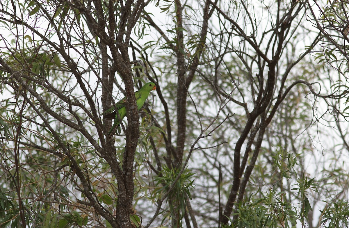Red-winged Parrot - ML396378511