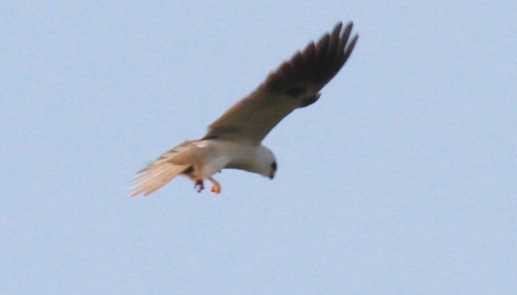 White-tailed Kite - ML396378661