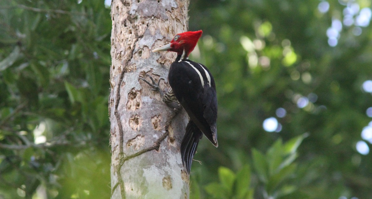Pale-billed Woodpecker - ML396379491