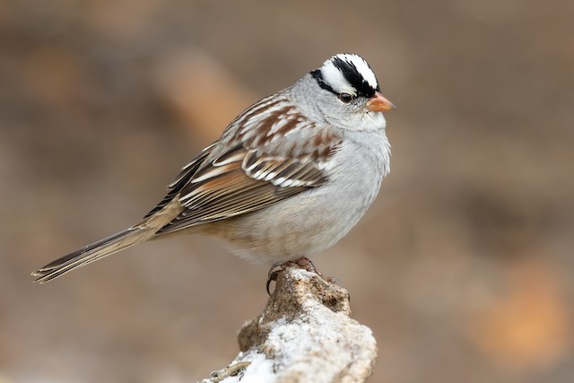 White-crowned Sparrow Identification, All About Birds, Cornell Lab