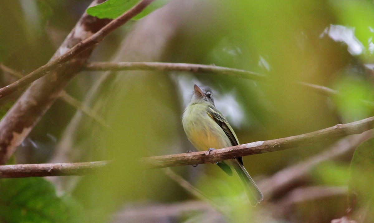 Yellow-olive Flatbill (Guianan) - ML39638351