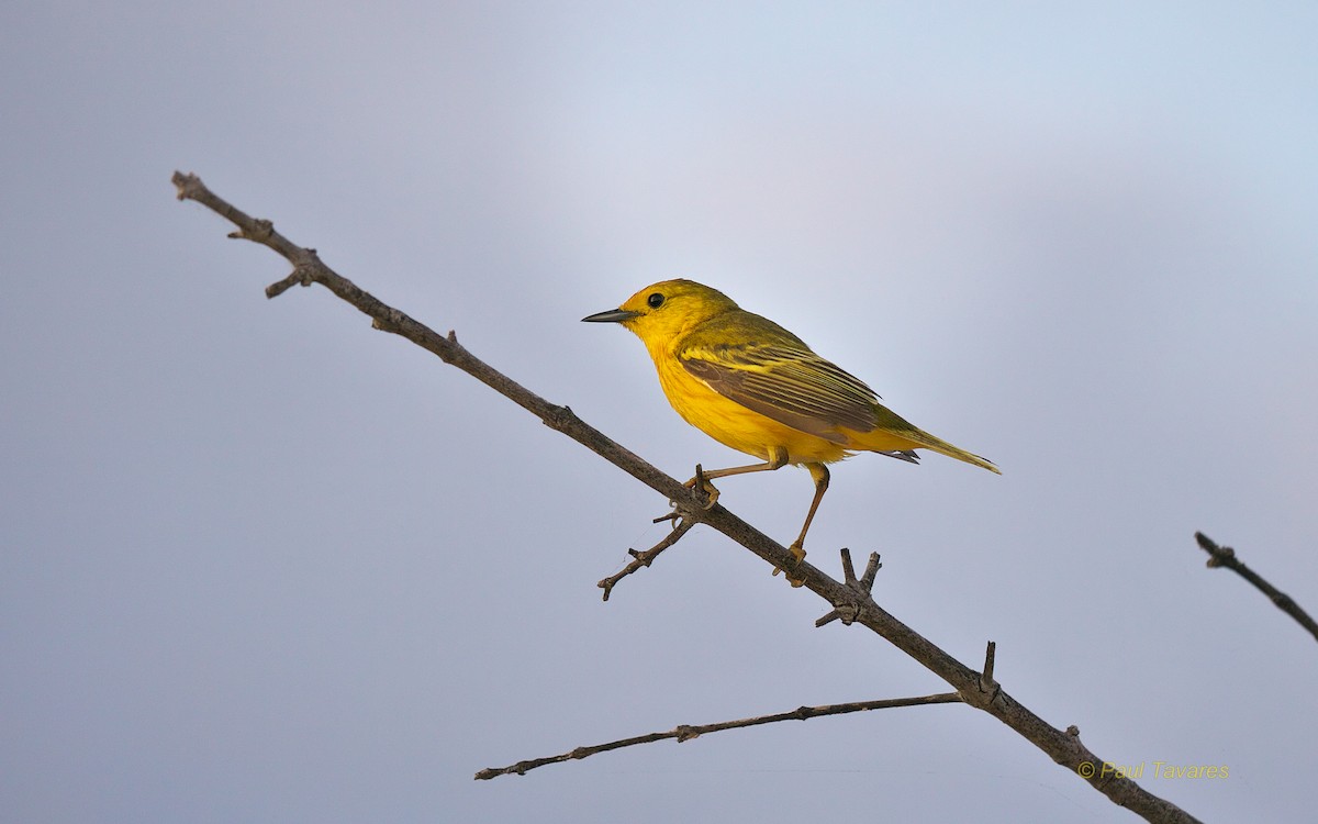 Yellow Warbler (Galapagos) - Paul Tavares