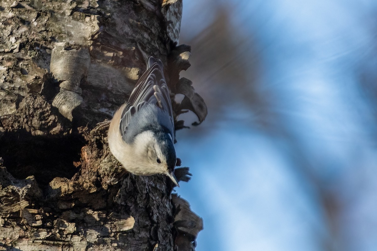 White-breasted Nuthatch - ML396385451