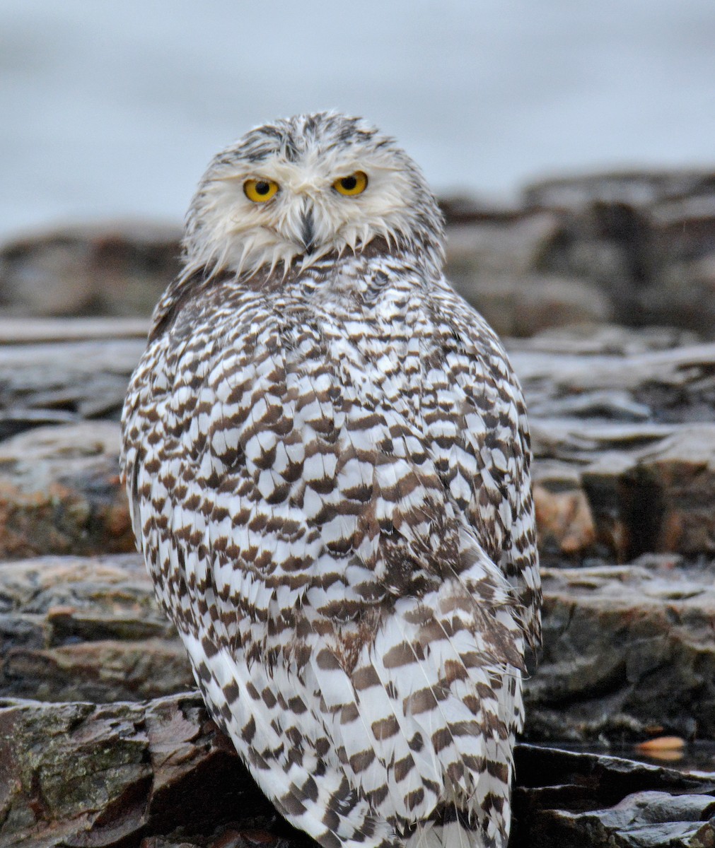 Snowy Owl - ML396389031