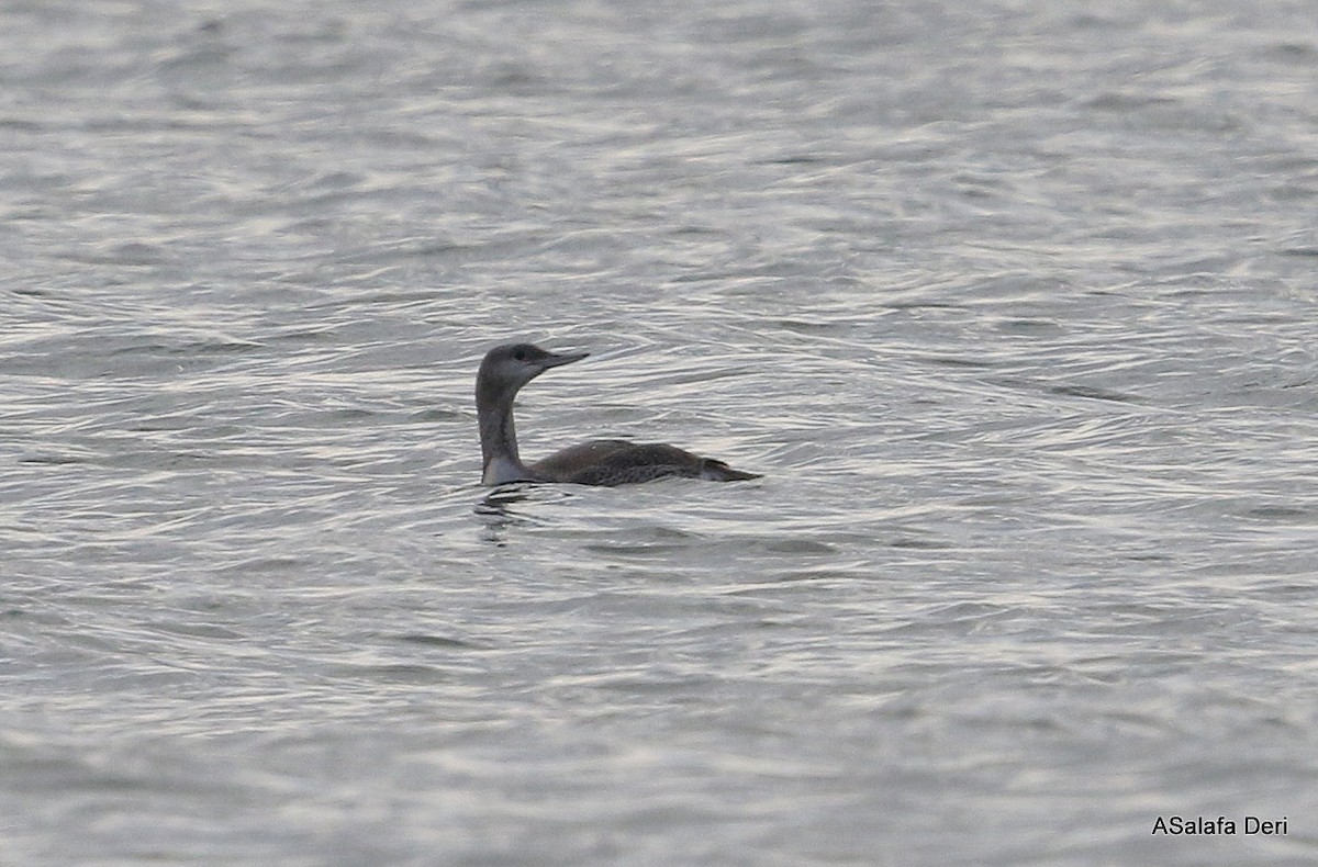 Red-throated Loon - ML396394761