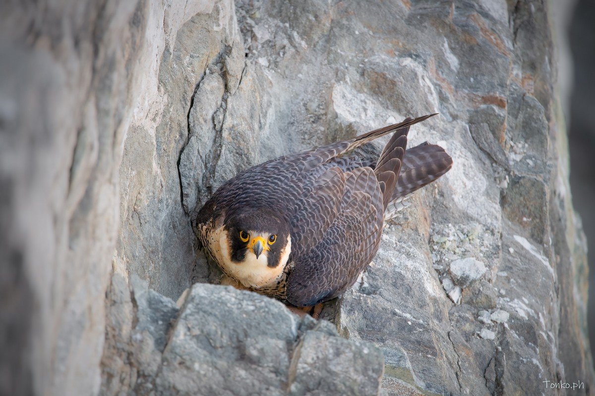 Peregrine Falcon - Carlos Maure