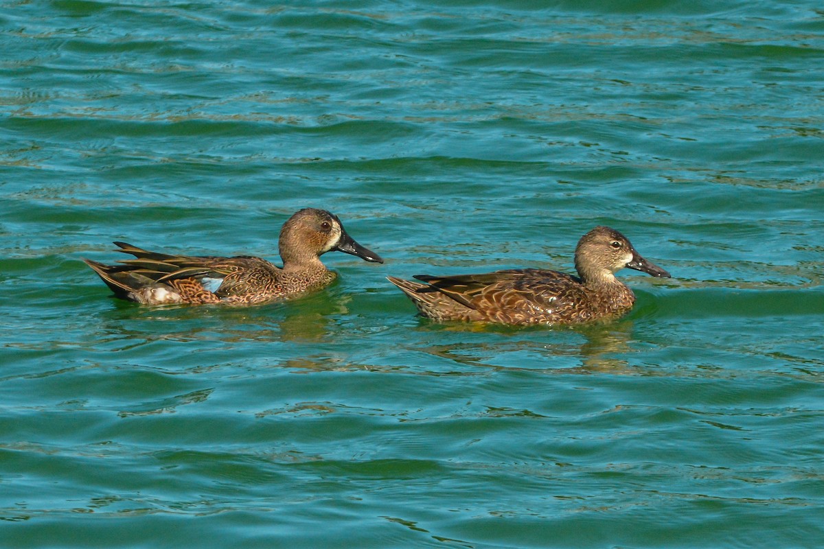 Blue-winged Teal - ML396397471