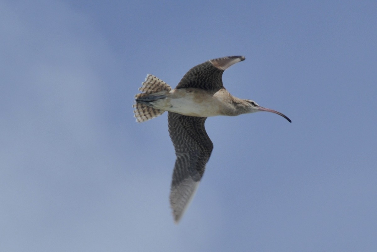 Bristle-thighed Curlew - John Doty