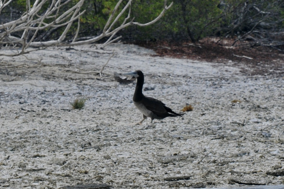 Brown Booby - ML39641071