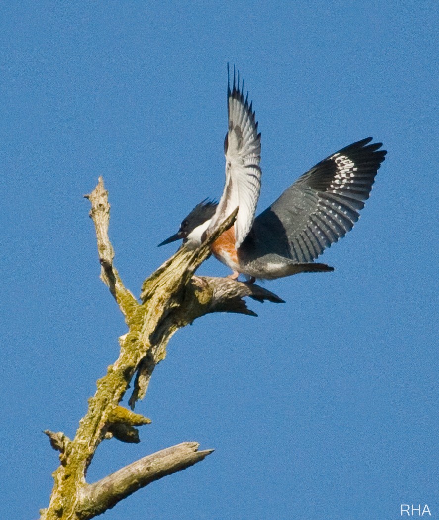 Belted Kingfisher - ML396421271