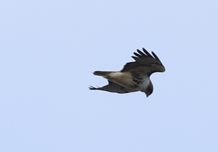 Red-tailed Hawk - ML39644791