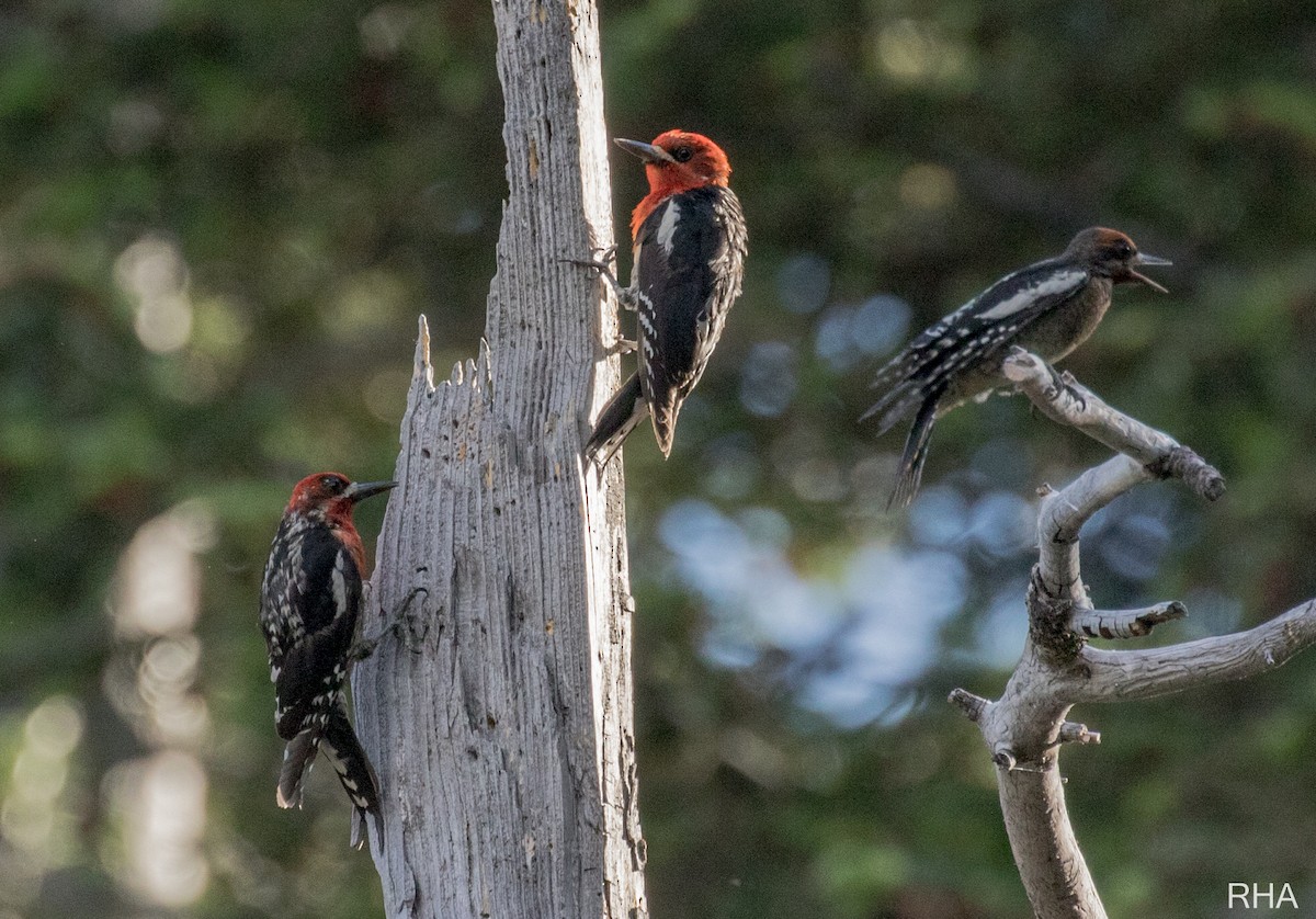 Red-breasted Sapsucker - ML396448541