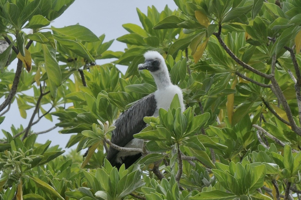 Red-footed Booby - ML39644921