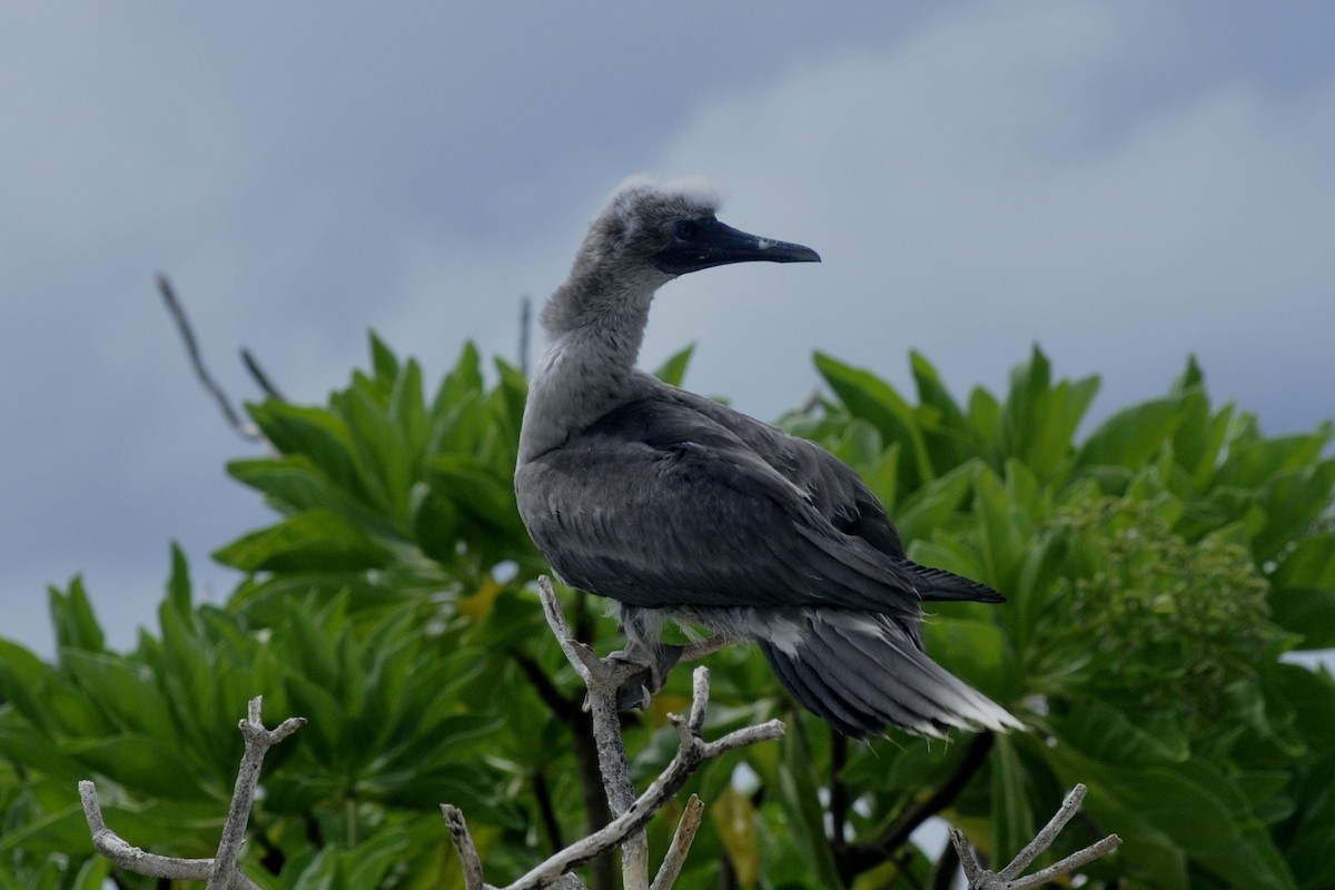 Red-footed Booby - ML39644941