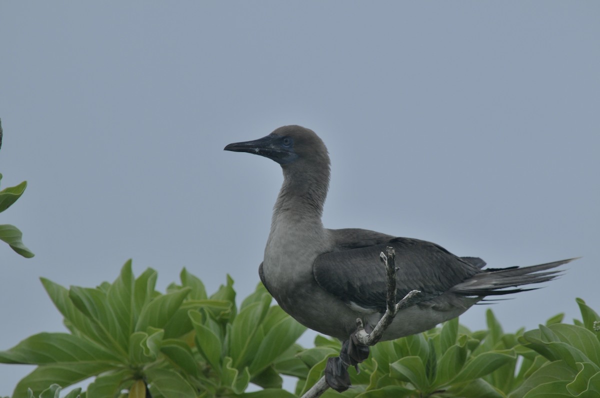 Red-footed Booby - ML39644971