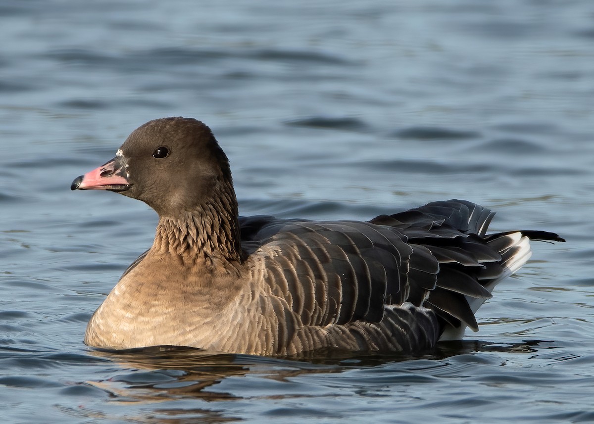 Pink-footed Goose - ML396451791