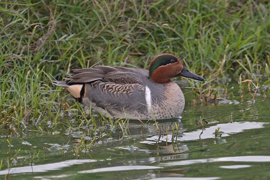 Green-winged Teal - Troy Hibbitts