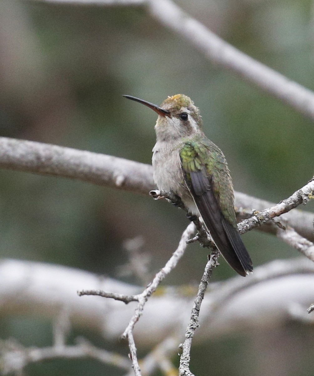 Broad-billed Hummingbird - Laura Keene