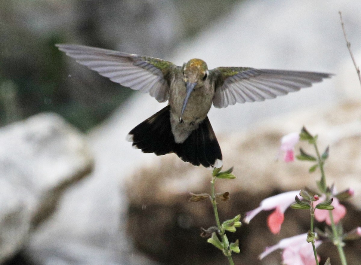 Broad-billed Hummingbird - Laura Keene