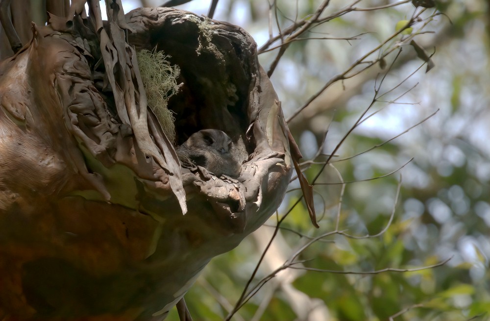Australian Owlet-nightjar - Tom Tarrant