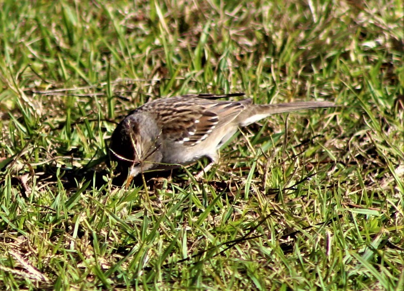White-crowned Sparrow - ML396460831