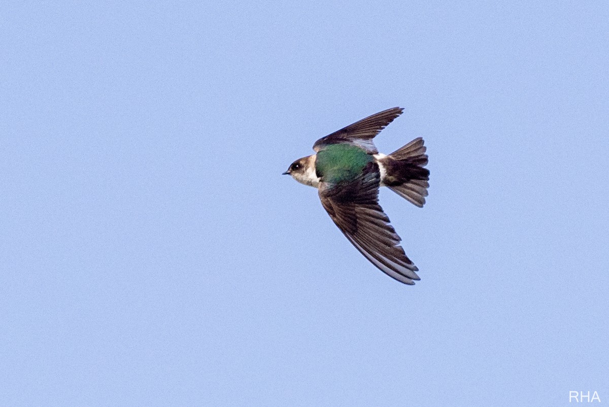 Violet-green Swallow - ML396466671
